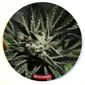 Stonerdays Round Dab Mats - Frosty Nugs