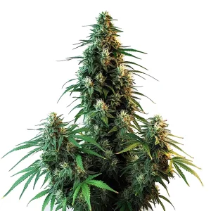 AK 47 Autoflower
