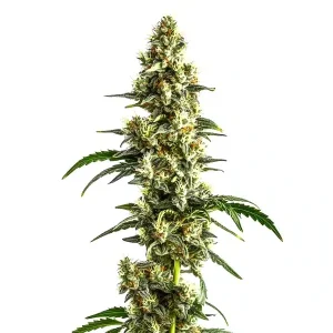 Agent Orange Regular