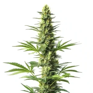 Amnesia Fast Version CBD