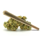 Baccio Pre Roll