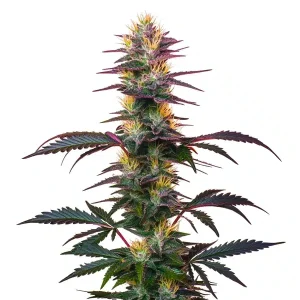 BlackBerry Auto