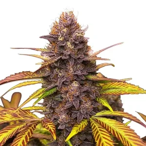 Blackberry Pie