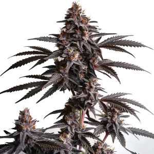 Blood Diamond OG