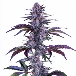 Blueberry Autoflower