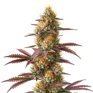 Blueberry x Jack Herer Auto
