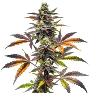 Blueberry x OG Kush