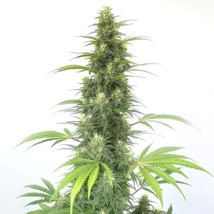 CBD Cheese Auto