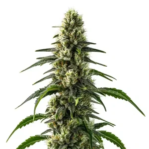 CBD Strawberry (1:25)