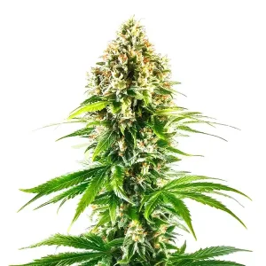 California Orange Regular