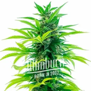 Colombian Gold Auto