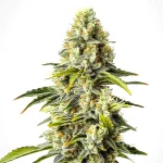 Critical Cheese Auto