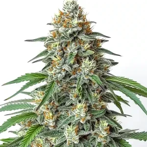 Critical Regular