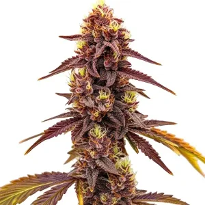 Dark Star Fast Version