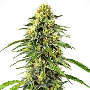 Diesel Autoflower