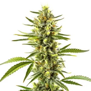 Exodus Cheese