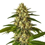 Fruit Auto