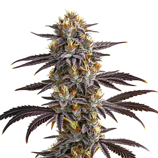 Gelato Auto