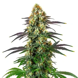 Gelato x Kosher Kush