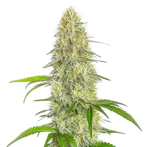 Gorilla Glue #4 Fast Version CBD