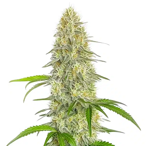 Gorilla Glue #4 Fast Version CBD