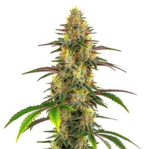 Lemon Garlic OG
