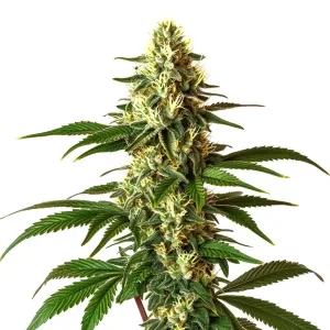 Lemon Pie Regular
