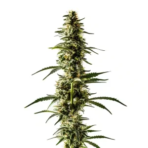 Lemon Skunk