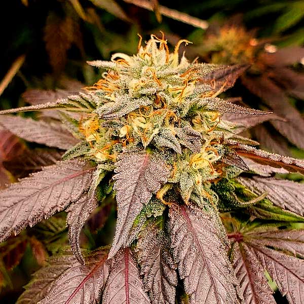 Lemon Star