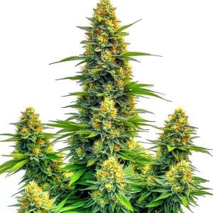 Pineapple Autoflower