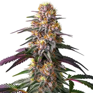 Pink Rozay x Strawberry Banana Auto