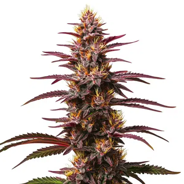 Purple Kush Autoflower
