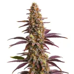 Purple Sunset Auto