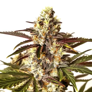 Red Dragon