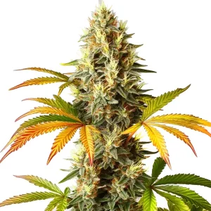 Red Super Skunk Auto