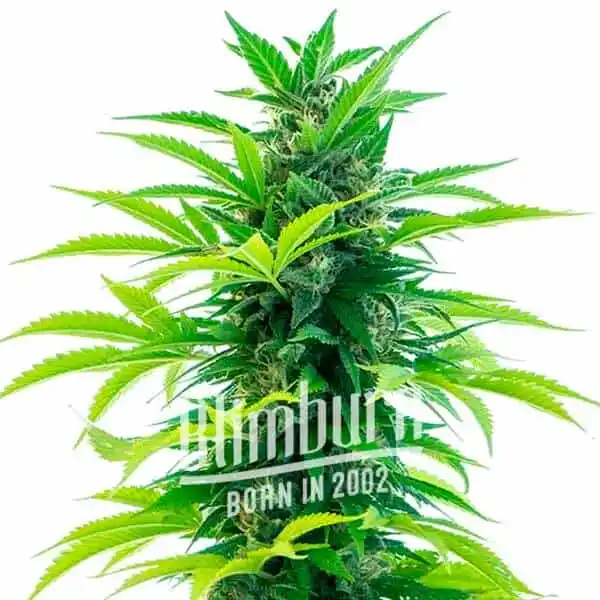 Santa Marta Haze Auto
