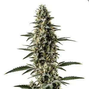 Shiskaberry x Candida Fast Version CBD