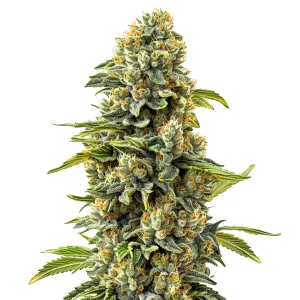 Skunk #1