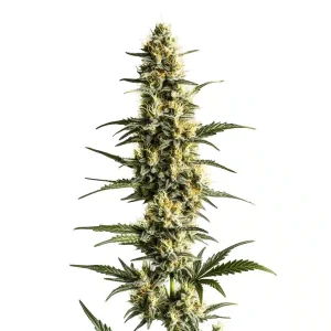 Sour Lemon