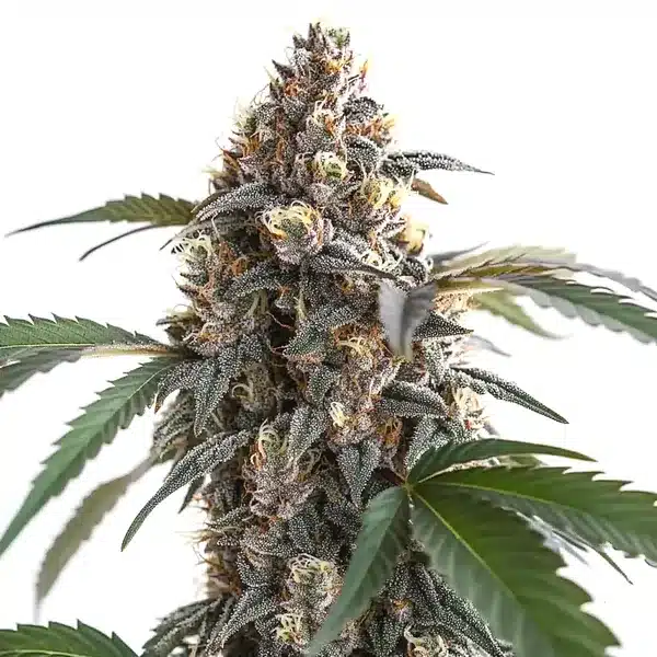 Sour Mac F1