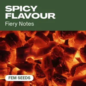 Spicy Flavour