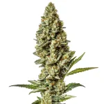 Stardawg Regular