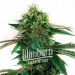 Strawberry Gum Auto