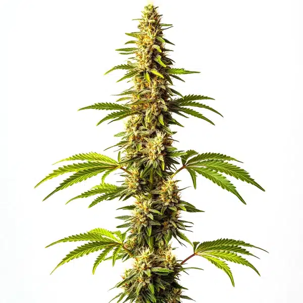 Super Critical