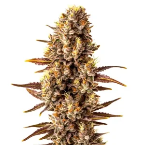 Tropicana Cookies Fast Version