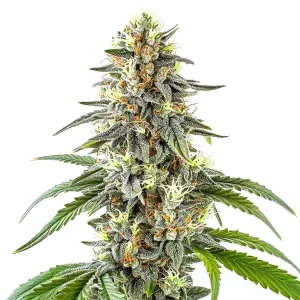 White Fire OG