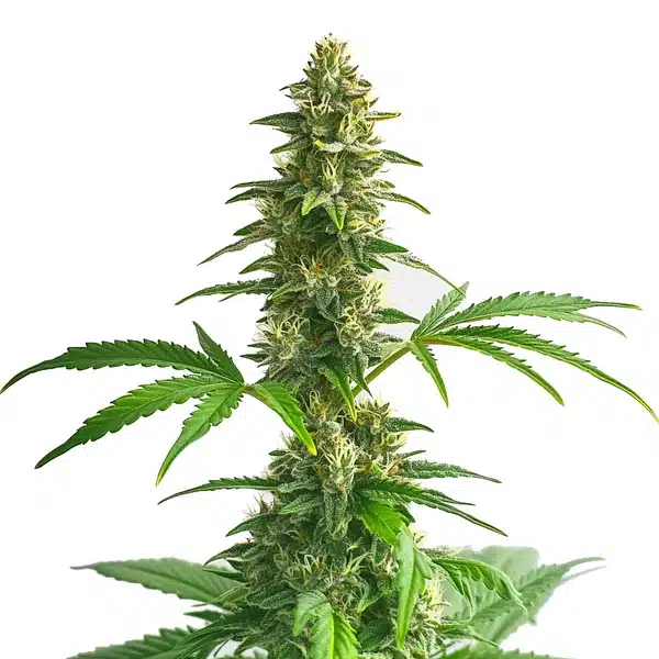 Yumbolt Auto