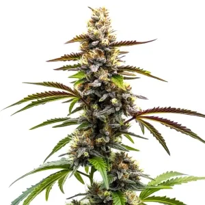 Zkittlez x Tangie Power