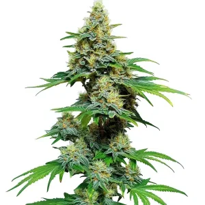 AK 59