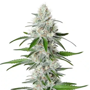 Chemdog Fast Version